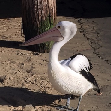 Australian Pelican